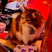 Minette a rejoint le concours — aidez-le/la à gagner de superbes lots ! cat, fluffy, collar, bell, present, gift, wrapping_paper, heart_pattern, holiday, indoor, curious, feline, pet, animal, floor, decor, christmas, red, purple, white