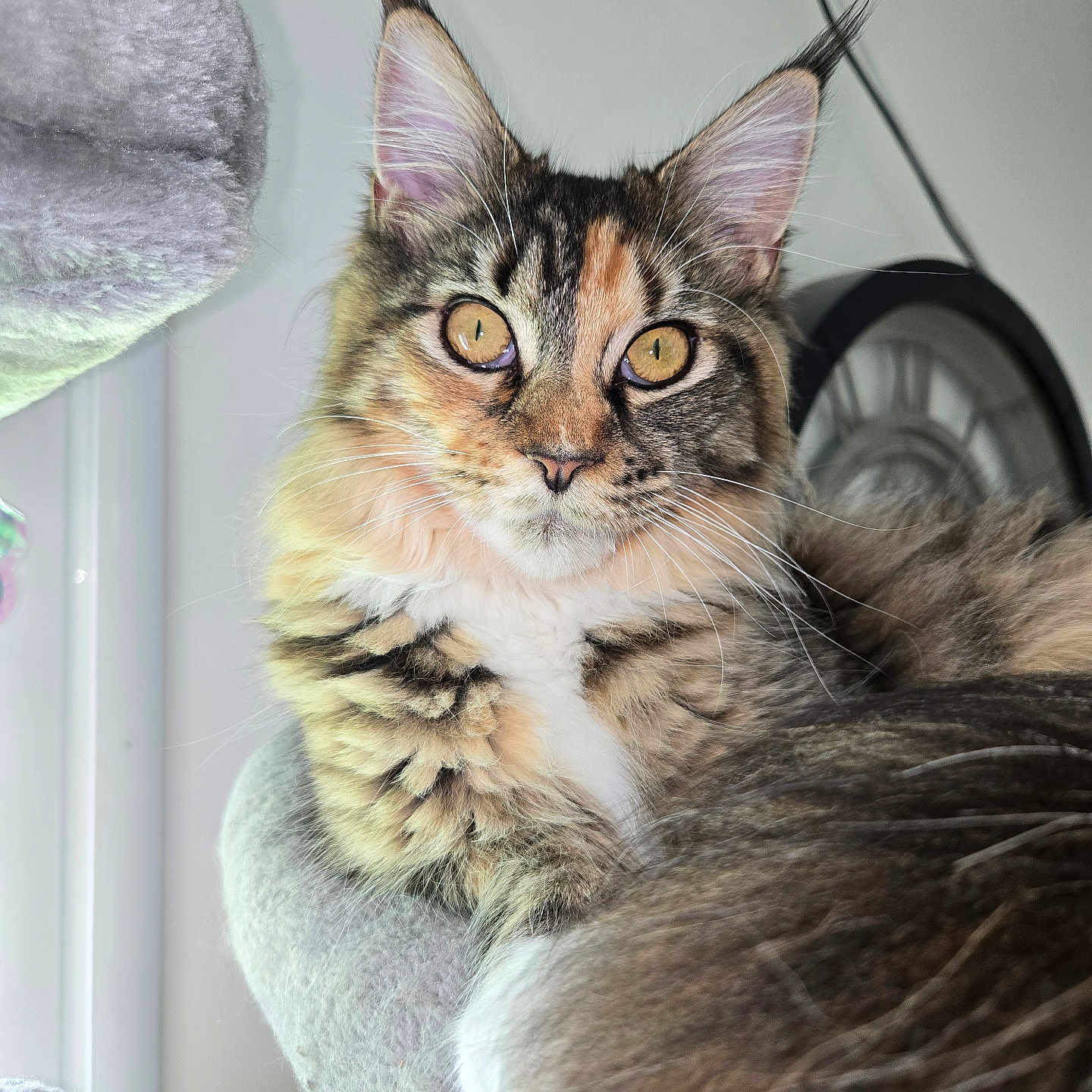 Lorna participe au concours pour gagner de l'argent avec cette photo : animal, cat, clock, closeup, ears, feline, fluffy, fur, golden_eyes, home, indoor, maine_coon, perch, pet, portrait, relaxed, soft_fabric, tabby, whiskers, window