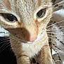 abyssinian, animal, cat, kitten, manx, pet, siamese