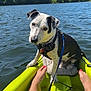Gusgus is registered to the contest to win money with this photo: dog, water, lake, kayak, outdoor, summer, nature, trees, sky, person, legs, toes, harness, leash, adventure, recreation, animal, greenery, sunlight, relaxation