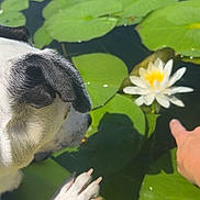 Gusgus joined the competition — help win amazing prizes! dog, paw, yellow_kayak, water_lily, lily_pads, pond, water, flower, human_hand, nature, outdoor, sunlight, black_and_white, curious, animal, close_up, summer, reflection, calm, greenery