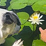 animal, black_and_white, calm, close_up, curious, dog, flower, greenery, human_hand, lily_pads, nature, outdoor, paw, pond, reflection, summer, sunlight, water, water_lily, yellow_kayak