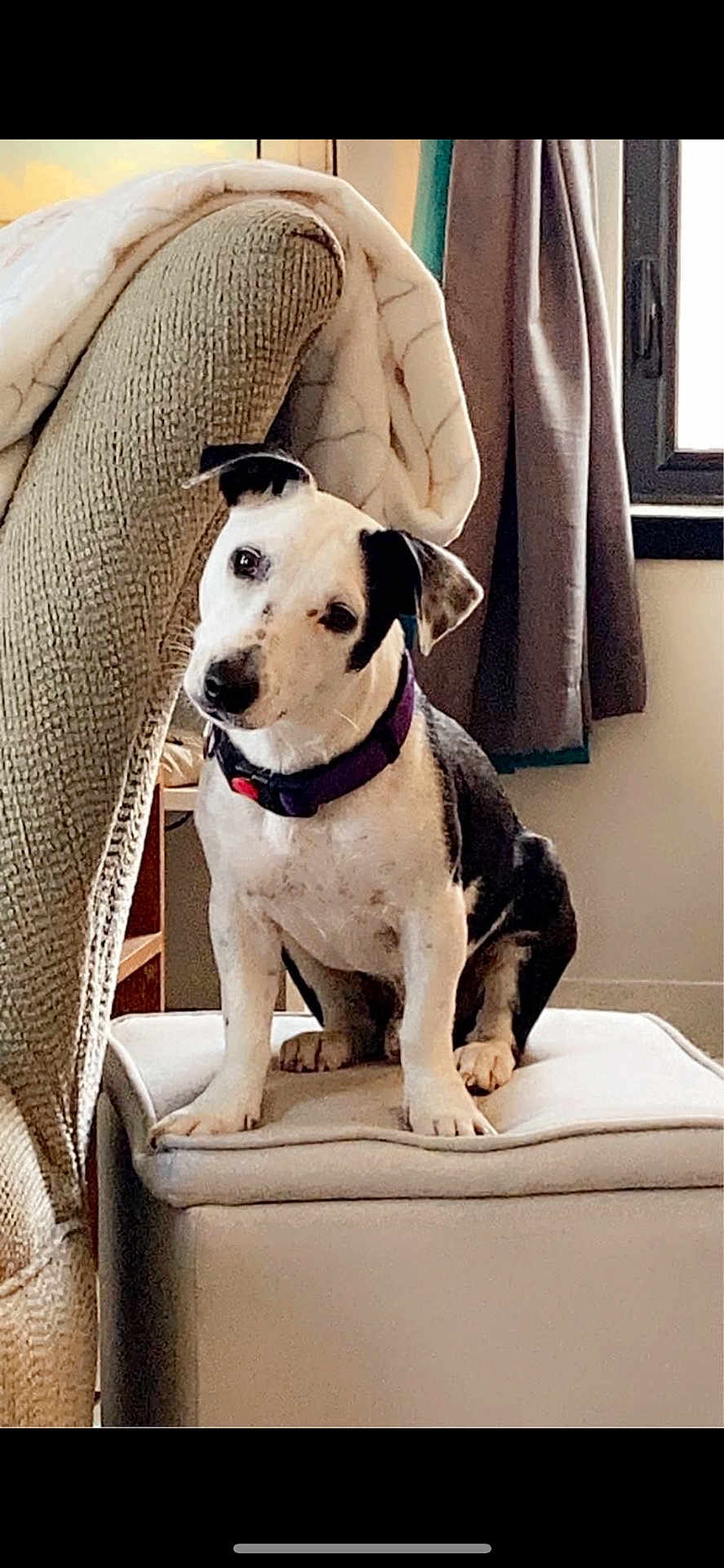 Gusgus is registered to the contest to win money with this photo: dog, pet, indoor, cushion, ottoman, armchair, blanket, window, curtain, collar, black_and_white, head_tilt, furniture, cozy, home, animal, cute, domestic, sitting, curious