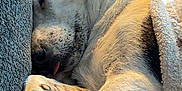 Gusgus is registered to the contest to win money with this photo: dog, sleeping, blanket, paw_prints, cozy, couch, pet, fur, resting, indoor, animal, close_up, paw, relaxed, snout, ear, companion, domestic_animal, cute, napping
