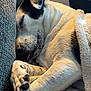 animal, blanket, close_up, companion, couch, cozy, cute, dog, domestic_animal, ear, fur, indoor, napping, paw, paw_prints, pet, relaxed, resting, sleeping, snout