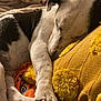 Gusgus joined the competition — help win amazing prizes! dog, sleeping, paws, blanket, pillow, yellow_pillow, pom_poms, black_and_white, resting, cozy, indoor, pet, animal, fur, relaxed, couch, home, comfort, nap, closeup
