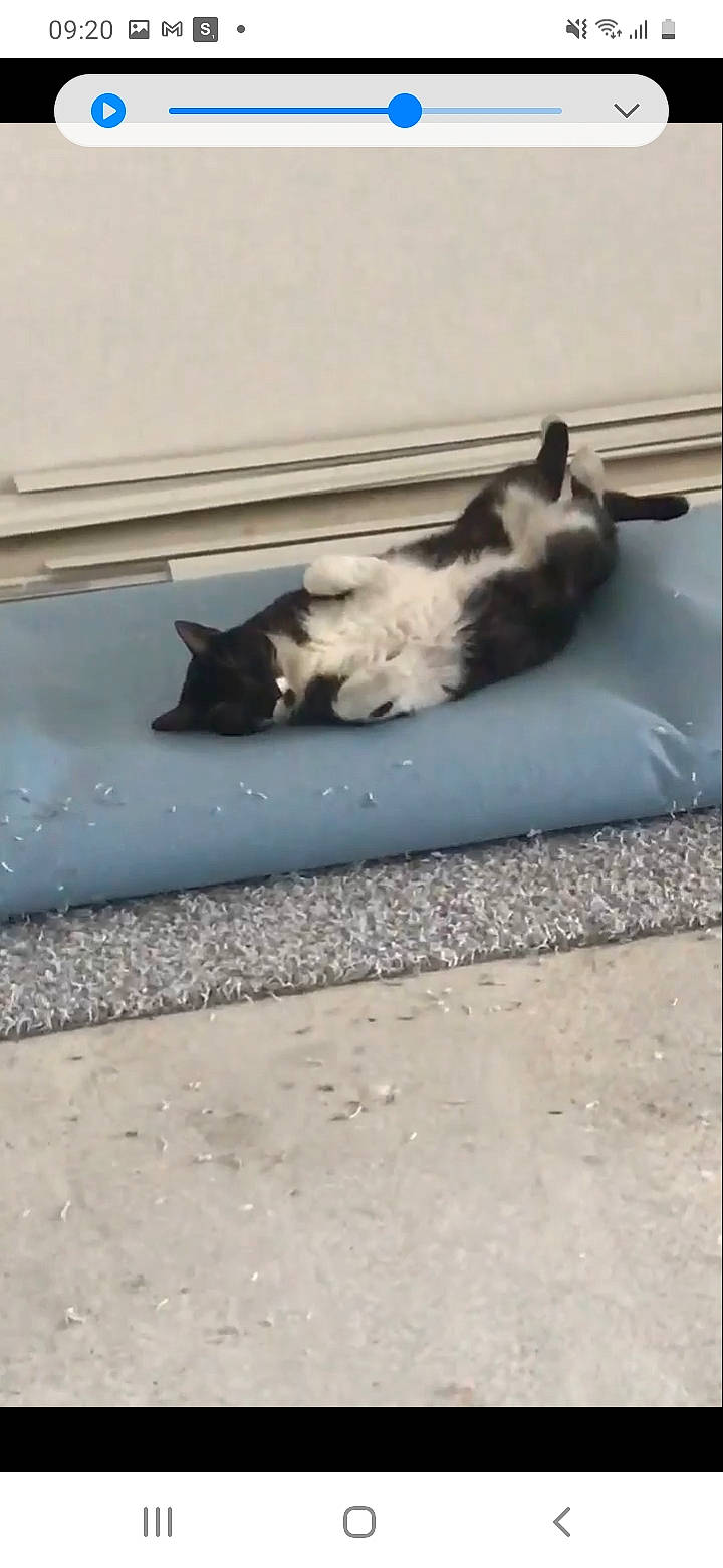 Felix participe au concours pour gagner de l'argent avec cette photo : canidae, carnivore, cat, comfort, companion_dog, dog_breed, domestic_short_haired_cat, felidae, flooring, fur, grey, paw, room, small_to_medium_sized_cats, snout, sporting_group, tail, terrestrial_animal, whiskers, wood