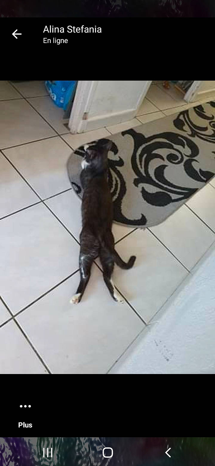 Felix participe au concours pour gagner de l'argent avec cette photo : black_cat, canidae, carnivore, claw, companion_dog, dog, dog_breed, felidae, flooring, fur, hardwood, liver, metal, rectangle, small_to_medium_sized_cats, sporting_group, tail, whiskers, wood, working_animal