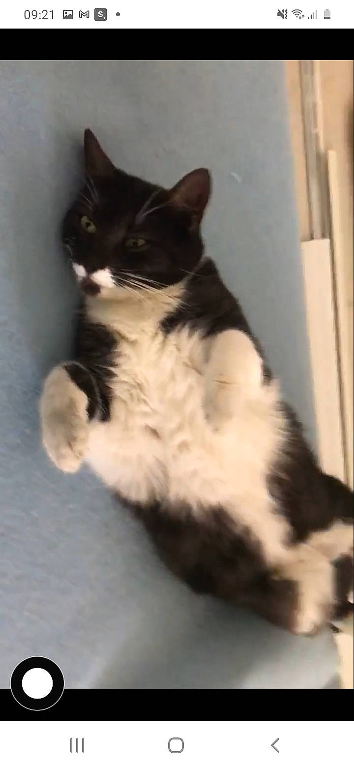 Felix a rejoint le concours — aidez-le/la à gagner de superbes lots ! carnivore, cat, claw, domestic_short_haired_cat, felidae, foot, formal_wear, fur, paw, small_to_medium_sized_cats, tail, terrestrial_animal, whiskers