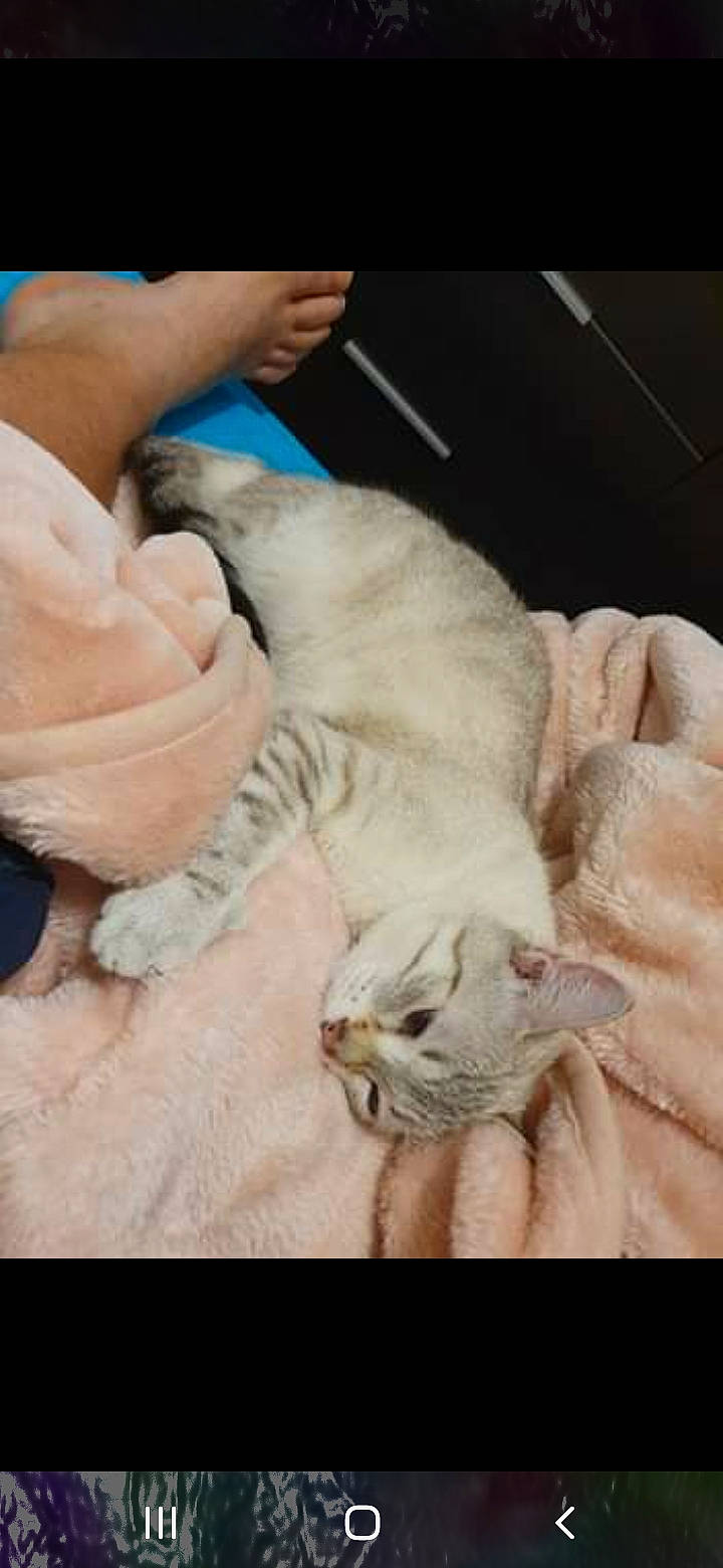 Kity a rejoint le concours — aidez-le/la à gagner de superbes lots ! canidae, carnivore, cat, claw, comfort, domestic_short_haired_cat, fawn, felidae, fur, gesture, linens, nail, nap, paw, small_to_medium_sized_cats, snout, tail, thumb, whiskers, wrinkle