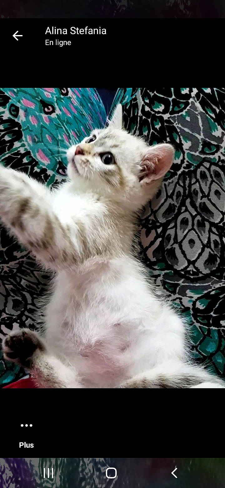 Kity a rejoint le concours — aidez-le/la à gagner de superbes lots ! carnivore, cat, claw, fawn, felidae, fur, pattern, paw, photo_caption, ragdoll, rectangle, small_to_medium_sized_cats, tail, terrestrial_animal, whiskers