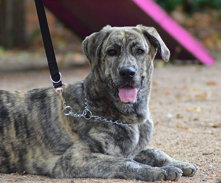 Naya a rejoint le concours — aidez-le/la à gagner de superbes lots ! alaunt, american_mastiff, canidae, carnivore, catahoula_bulldog, cimarron_uruguayo, dog, dog_breed, dogo_sardesco, english_mastiff, giant_dog_breed, guard_dog, mammal, perro_de_presa_canario, perro_de_presa_mallorquin, rare_breed_dog, snout, sporting_group, treeing_tennessee_brindle, vertebrate