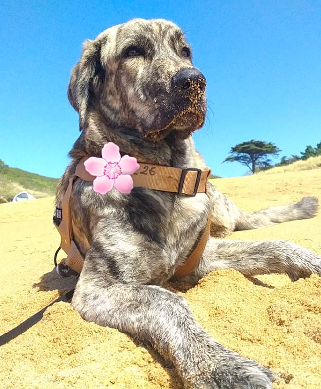 Naya participe au concours pour gagner de l'argent avec cette photo : alano_espanol, alaunt, american_mastiff, ancient_dog_breeds, bully_kutta, cane_corso, canidae, carnivore, dog, dog_breed, fawn, fila_brasileiro, giant_dog_breed, great_dane, mammal, perro_de_presa_canario, sporting_group, vertebrate
