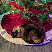 Jinx is registered to the contest to win money with this photo: cat, sleeping, christmas_tree, tree_skirt, ornaments, holiday, lights, decorations, cozy, indoor, festive, pet, fur, carpet, red, green, tinsel, pine, quiet, resting