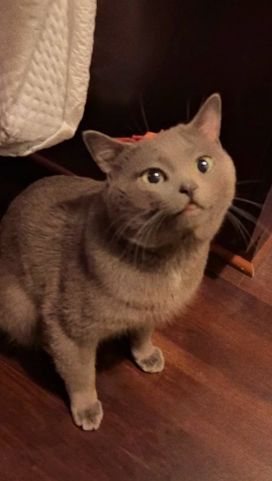 Benny is registered to the contest to win money with this photo: carnivore, cat, comfort, domestic_short_haired_cat, ear, fawn, felidae, flooring, fur, grey, hardwood, paw, russian_blue, sitting, small_to_medium_sized_cats, snout, tail, whiskers, window, wood