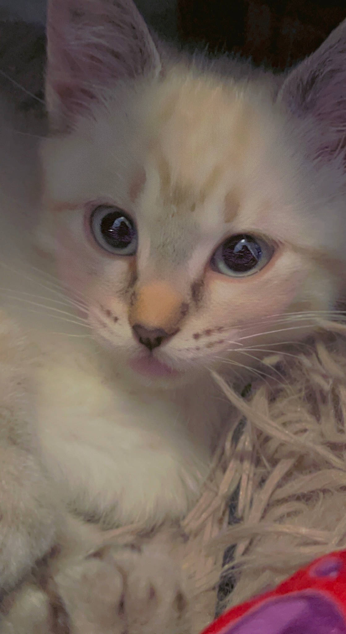 Bonny joined the competition — help win amazing prizes! carnivore, cat, close_up, domestic_short_haired_cat, ear, fawn, felidae, fur, iris, paw, plant, small_to_medium_sized_cats, snout, whiskers