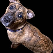 Euro joined the competition — help win amazing prizes! animal, black_background, brindle, brown, canine, closeup, collar, curious, cute, dog, domestic_animal, ears, friendly, fur, head_tilt, indoor, looking_up, mammal, pet, portrait