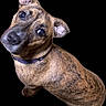 animal, black_background, brindle, brown, canine, closeup, collar, curious, cute, dog, domestic_animal, ears, friendly, fur, head_tilt, indoor, looking_up, mammal, pet, portrait