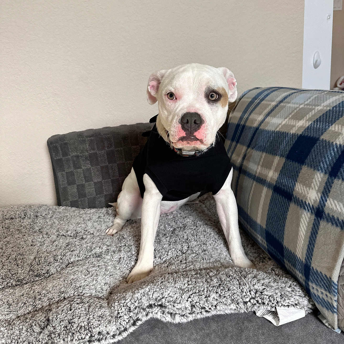 Mocha is registered to the contest to win money with this photo: animal, blanket, boxer, bulldog, canine, couch, cushion, dog, dogbed, furniture, homedecor, indoors, interiordesign, person, pet, pillow, pitbull, puppy, sitting, snout