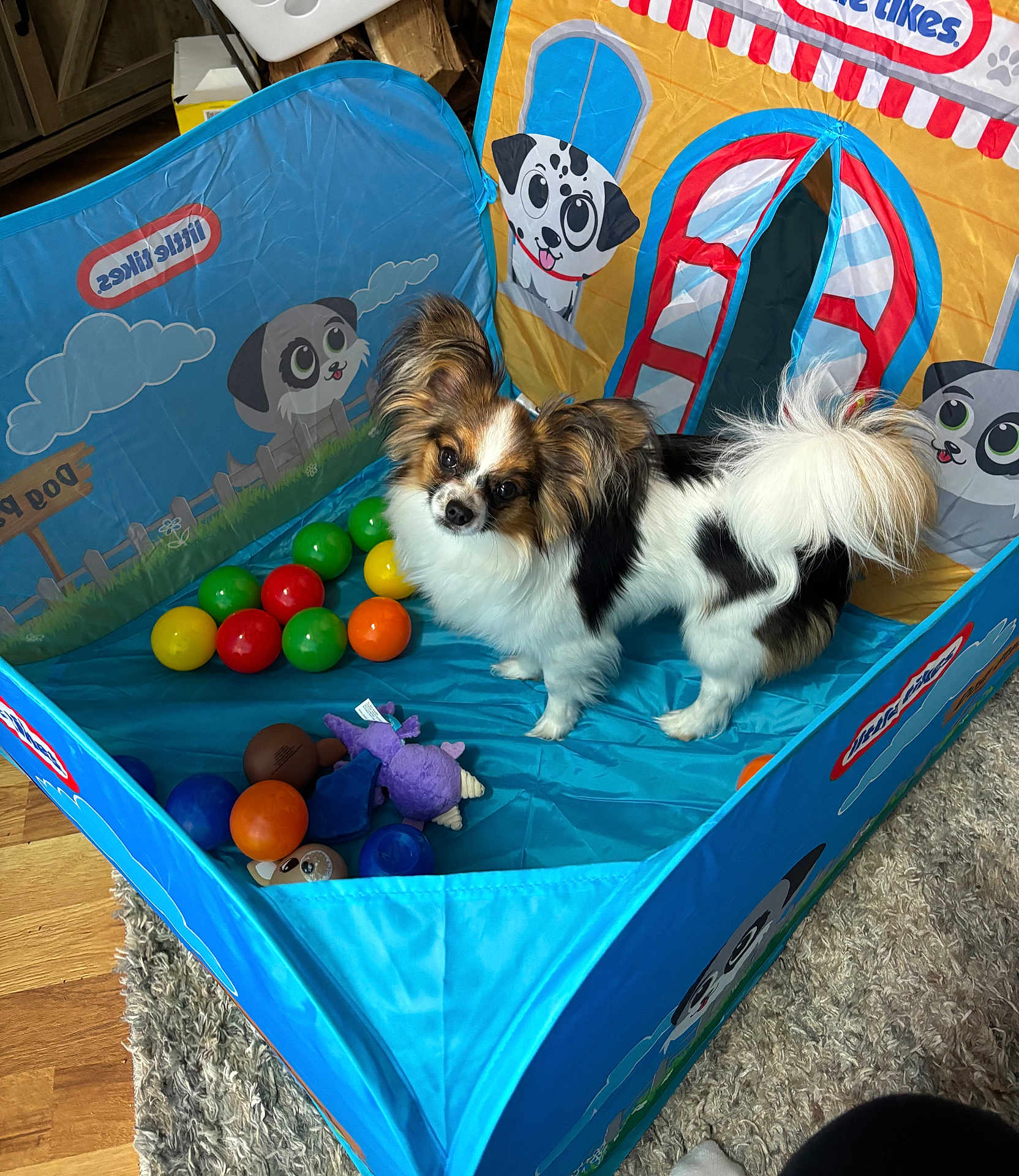 Marley is registered to the contest to win money with this photo: animal, balls, carpet, colorful, curious, cute, dog, ears, floor, fur, head_tilt, indoor, looking, pet, play, playpen, small_dog, toy, white_black, wooden_floor