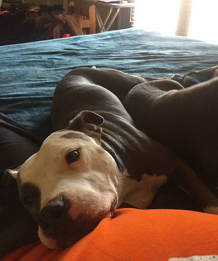 Xena joined the competition — help win amazing prizes! american_bulldog, american_pit_bull_terrier, canidae, carnivore, companion_dog, dog, dog_breed, dogo_argentino, fawn, guard_dog, leg, mammal, nap, non_sporting_group, nose, pit_bull, snout, sporting_group