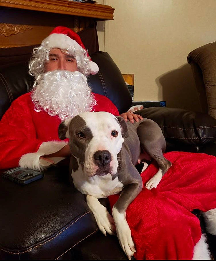 Xena is registered to the contest to win money with this photo: american_bulldog, american_staffordshire_terrier, canidae, carnivore, christmas, christmas_eve, companion_dog, dog, dog_breed, fawn, fictional_character, lap, mammal, non_sporting_group, old_english_bulldog, pit_bull, santa_claus, snout, sporting_group, vertebrate