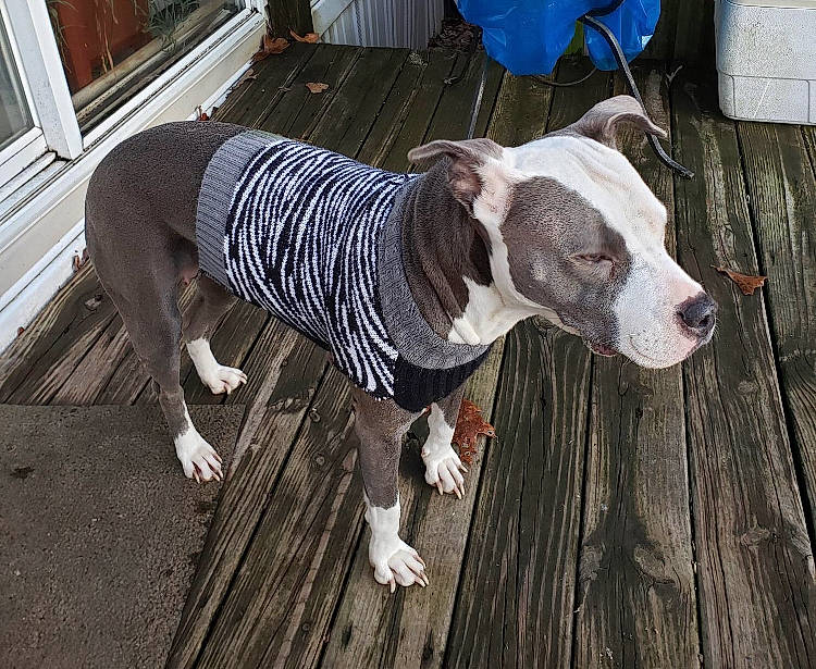 Xena is registered to the contest to win money with this photo: american_bulldog, american_pit_bull_terrier, american_staffordshire_terrier, canidae, carnivore, dog, dog_breed, fawn, mammal, non_sporting_group, pit_bull, snout, sporting_group, vertebrate
