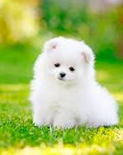 Chicken is registered to the contest to win money with this photo: ancient_dog_breeds, canidae, carnivore, companion_dog, dog, dog_breed, fur, grass, grassland, happy, non_sporting_group, photo_caption, plant, snout, sporting_group, terrestrial_animal, toy_dog, tree, wildlife, working_animal