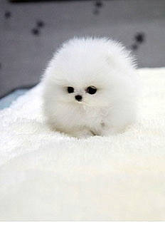 Chicken joined the competition — help win amazing prizes! beak, bird, event, freezing, fur, snout, snow, water_bird, whiskers, winter