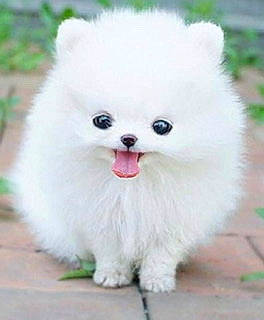 Chicken joined the competition — help win amazing prizes! ancient_dog_breeds, canidae, carnivore, companion_dog, dog, dog_breed, fawn, fur, german_spitz_klein, happy, maltepoo, non_sporting_group, puppy, snout, spitz, sporting_group, toy_dog, whiskers, working_animal