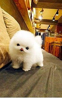 Chicken joined the competition — help win amazing prizes! companion_dog, domestic_rabbit, event, eye, felidae, flooring, fur, hardwood, human_body, rabbit, rabbits_and_hares, small_to_medium_sized_cats, snout, tail, terrestrial_animal, whiskers, wood