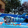 Bruno a rejoint le concours — aidez-le/la à gagner de superbes lots ! dog, shark_costume, blue_cap, inflatable_pool_float, pool, water, outdoor, sunny, trees, house, relaxing, nap, summer, pet, animal, costume, daytime, leisure, vacation, blue_sky