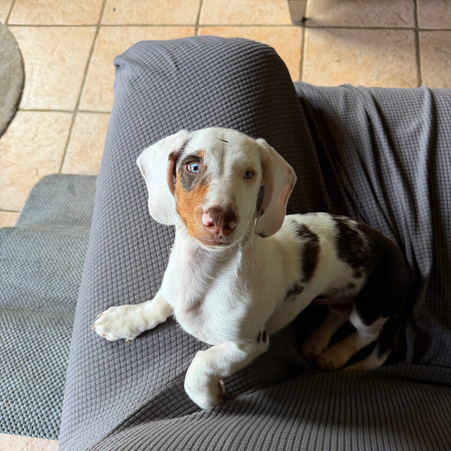 Bruno participe au concours pour gagner de l'argent avec cette photo : puppy, dog, spotted, blue_eye, white_fur, brown_fur, black_fur, pet, indoor, blanket, texture, tile_floor, curious, lying_down, small_dog, companion, cute, young_dog, fur_pattern, relaxed