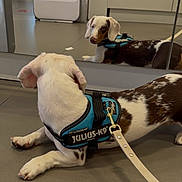 Bruno participe au concours pour gagner de l'argent avec cette photo : dog, dachshund, mirror, reflection, harness, leash, floor, indoor, pet, animal, brown_and_white, curious, resting, casual, footwear, shoe, person, quiet, calm, looking