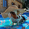 Bruno participe au concours pour gagner de l'argent avec cette photo : dog, puppy, dachshund, inflatable_pool, hat, sunhat, summer, outdoor, sunlight, stone_house, window, blue, colorful, pet, cute, animal, water, relaxing, playful, garden