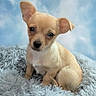 puppy, dog, small_dog, tan_dog, fluffy_bed, cushion, cute, pet, animal, portrait, ears, sitting, soft_texture, indoor, close_up, young_dog, looking_at_camera, furry, adorable, background_sky