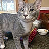 Toby joined the competition — help win amazing prizes! animal, bowl, cat, close_up, countertop, cute, ears, gray_fur, green_eyes, indoors, kitchen, kitten, pet, portrait, pouch, standing, tabby, whiskers, white_chest, white_paws