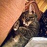 Toby joined the competition — help win amazing prizes! bedtime, blanket, cat, couch, cozy, curled_up, cute, feline, fur, indoors, paws, pet, portrait, relaxed, resting, sleeping, striped_fur, tabby_cat, warm_lighting, whiskers