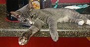 Toby joined the competition — help win amazing prizes! cat, coffee_maker, countertop, food_container, fur, gray_cat, home, household_appliance, indoor, jar, kitchen, kitten, lying_down, paws, playful, relaxed, sleepy, whiskers, white_paws, window