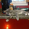 cat, coffee_maker, countertop, food_container, fur, gray_cat, home, household_appliance, indoor, jar, kitchen, kitten, lying_down, paws, playful, relaxed, sleepy, whiskers, white_paws, window
