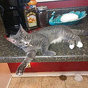 Toby joined the competition — help win amazing prizes! animal, cat, coffee_maker, countertop, dish, feline, food, gray_cat, green_eyes, indoor, jar, kitchen, lying_down, peacock_decor, pet, portrait, relaxed, tile_floor, whiskers, white_paws