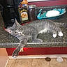 animal, cat, coffee_maker, countertop, dish, feline, food, gray_cat, green_eyes, indoor, jar, kitchen, lying_down, peacock_decor, pet, portrait, relaxed, tile_floor, whiskers, white_paws