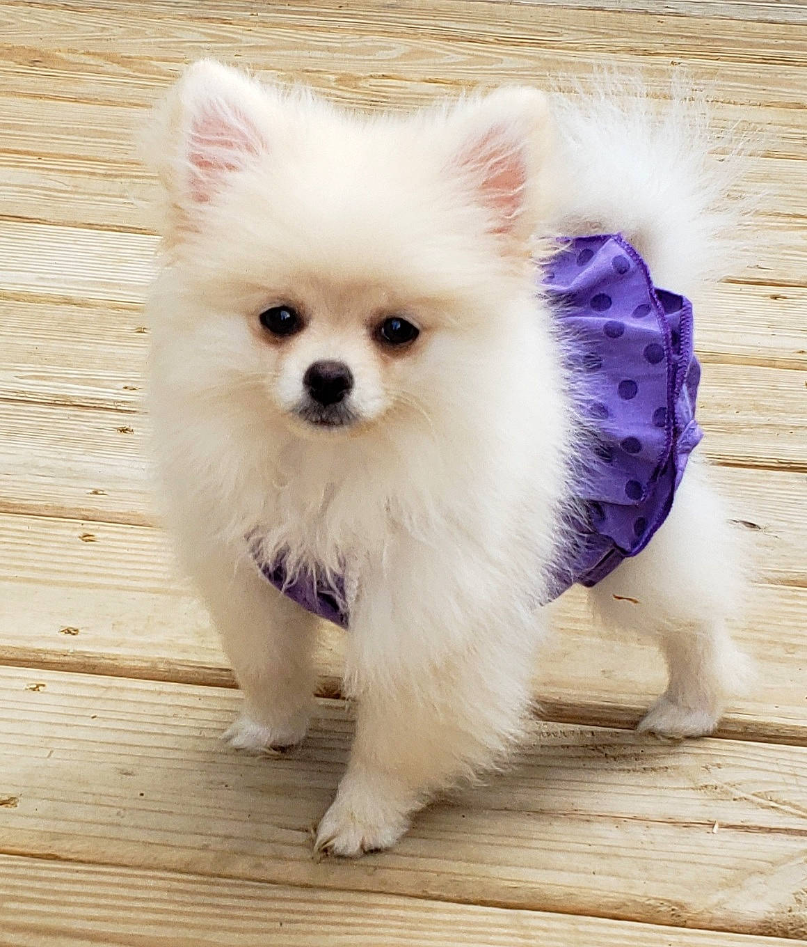 Emajean joined the competition — help win amazing prizes! canidae, carnivore, companion_dog, dog, dog_breed, dog_supply, fawn, fur, german_spitz, hardwood, non_sporting_group, pet_supply, snout, spitz, toy_dog, volpino_italiano, whiskers, wood, working_animal