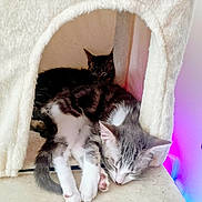 Bluma Et Mia a rejoint le concours — aidez-le/la à gagner de superbes lots ! cat, kitten, sleeping, cozy, cat_house, fluffy, paw_print, indoor, resting, cute, pet, feline, animal, soft, white, gray, black, fur, peaceful, nestled