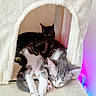 cat, kitten, sleeping, cozy, cat_house, fluffy, paw_print, indoor, resting, cute, pet, feline, animal, soft, white, gray, black, fur, peaceful, nestled