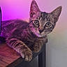 Bluma Et Mia participe au concours pour gagner de l'argent avec cette photo : cat, kitten, tabby, animal, pet, feline, indoor, table, wood, purple_light, curious, young, whiskers, ears, paw, resting, looking, cute, fur, domestic