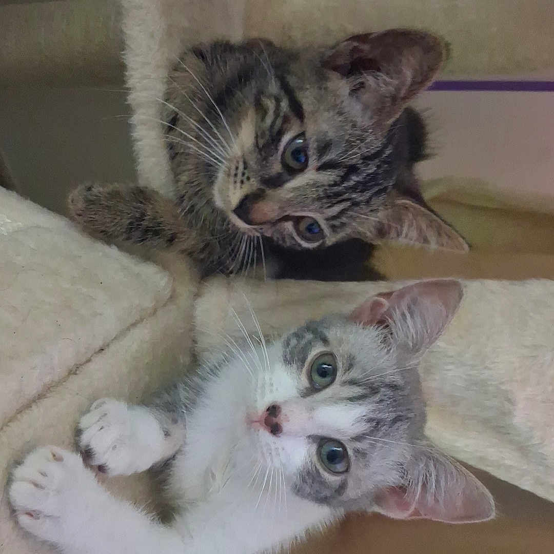 Bluma Et Mia a rejoint le concours — aidez-le/la à gagner de superbes lots ! cat, kitten, tabby, white_cat, gray_cat, cat_tree, pet, animal, cute, curious, whiskers, ears, paws, indoor, feline, young_animal, playful, cozy, fur, closeup