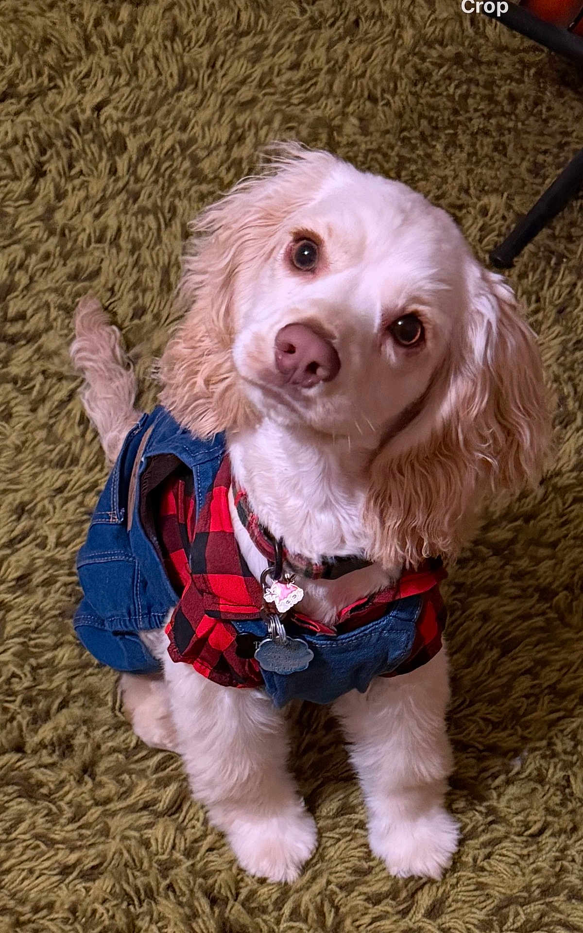 Beasley joined the competition — help win amazing prizes! dog, puppy, clothing, shirt, overalls, pet, indoor, carpet, fur, cute, fluffy, small_dog, looking_up, curious, adorable, domestic_animal, animal, companion, young_dog, portrait