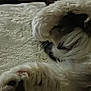 Bubba is registered to the contest to win money with this photo: cat, paw, fur, sleeping, cozy, pet, animal, whiskers, indoor, relaxed, closeup, soft, texture, light, cute, resting, mammal, feline, bed, comfort