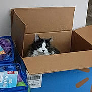 Bubba is registered to the contest to win money with this photo: animal, black_and_white, box_lid, cardboard_box, cat, colorful, container, cozy, curiosity, curious, domestic, feline, floor, fluffy, home, indoor, pet, play_balls, resting, soft_light